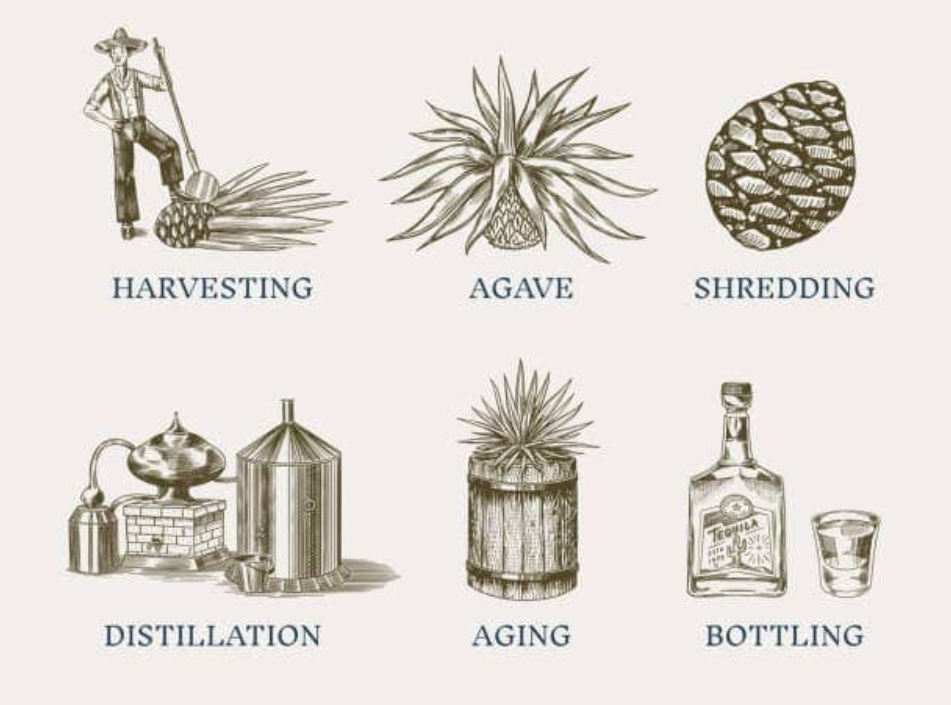 tequila production process